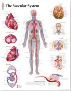 평면해부도 (벽걸이)/ 1600/혈관계차트 The Vascular System