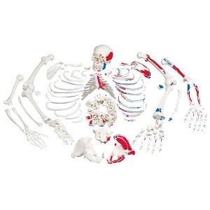 [3B] 전신골격모형 (A05/2) / DISARTICULATED PAINTED FULL SKELETON