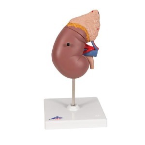 [3B] 2파트신장모형 K12(20x12x12cm/0.47kg) ▶ Kidney with Adrenal Gland, 2 part