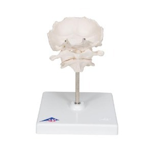 [3B] 후두부를 포함한 환추,축추모형 A71/5(0.3kg) ▶ Atlas and Axis, with occipital plate 인체모형 교육용모형