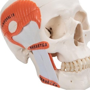 [3B] 저작근 기능형두개골모형 A24(23.2x16.7x16.7cm/0.9kg) ▶ 2파트두개골모형 교육용모형 인체모형 TMJ Human Skull