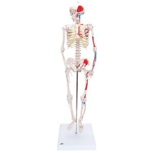 [3B] 미니전신골격모형 A18/5(94cm/1kg) ▶ 소형전신골격모형 교육용모형 인체모형 Mini Human Skeleton
