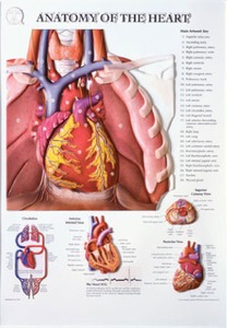 3D해부도(벽걸이)/ 02RR/심장해부도 (ANATOMY OF THE HEART) / 54cm ⅹ 74cm