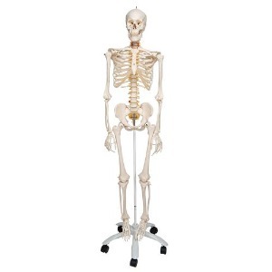 [3B] 유연한인체골격모형 A15(176.5cm/9.2kg) ▶ Skeleton Fred 교육용인체모형 교육모형 전신뼈모형