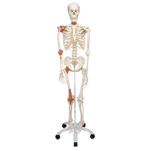 [3B] 4관절 인대부착전신골격모형 A12(176.5cm/9.4kg) ▶ 전신인체골격모형 스탠드형골격모형 교육용뼈모형 인체모형