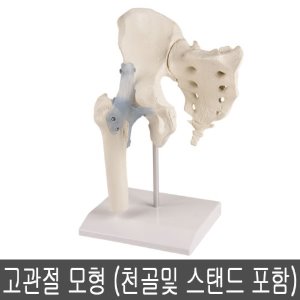 [SY] 4554 고관절 모형 (천골및 스탠드 포함)