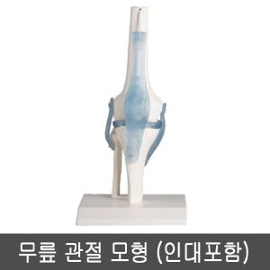 [SY] 4552 무릎 관절모형 (인대포함)