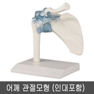4550 어깨 관절모형 (인대포함) 어깨관절과인대모형 어깨관절모형 어깨인대모형