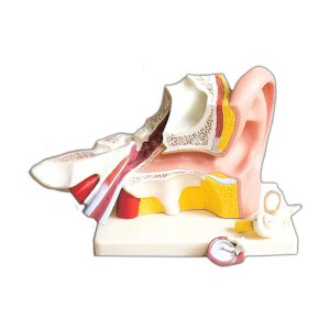 EBK3-344 귀의 구조 모형 (32x18x22cm) / 3배확대크기모형 고막 모루뼈 등자뼈 3부분제거가능 귀구조모형 귀모형 교육용모형 인체모형