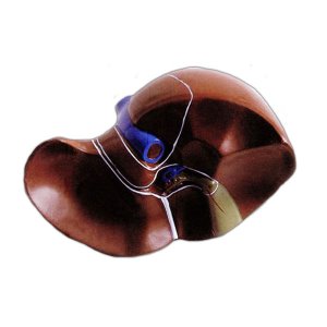 EBK3-352 실제크기 간 모형 (20x18x15cm) / 실제크기모형 간모형 복막 담낭 혈관 교육용모형 인체모형 장기모형