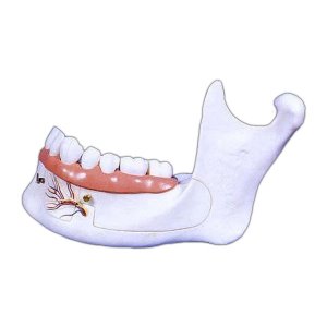 EBK3-318 18세 아래턱뼈 모형 (35x18x22cm)/ 6분리모형 치아뿌리 구조설명모형 3배확대모형 인체모형 교육용모형
