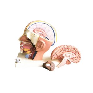 EBK3-333 뇌 모형 입체 (4part) / 실제크기모형 두개골구조모형 눈분리모형 뇌모형 인체모형 교육용모형