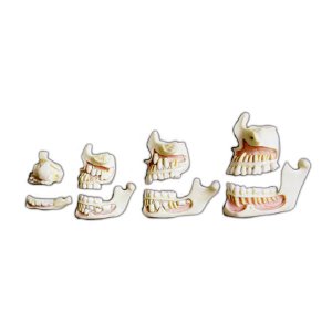 EBK3-316 치아발달모형 4단계 / 실제크기모형 치아발달과정 치아모형 인체모형 치아구조설명 치아교육 교육용모형