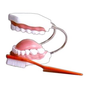 EBK3-563 치아모형 +대형칫솔포함 / 3배확대모형 치아모형 인체모형 치아구조설명 치아교육 교육용모형 양치질교육 보건교육