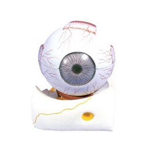 EBK3-324 눈의 구조모형 (9part) / 3배확대모형 수정체 홍체 각막 유리체 안구뼈 분리모형 눈모형 눈구조모형 안구모형