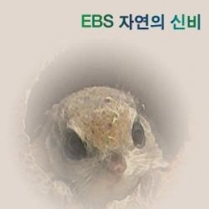 [DVD]EBS 자연의 신비 (녹화물)(DVD 23장),영상교육자료 학교 교육용 영상자료 교육용자료 교육용DVD