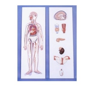 EBK3-B0011 내분비계 시스템 모형 실제1/2크기  뇌하수체,갑상선,부신, 고환, 췌장 난소등 교육용 인체모형
