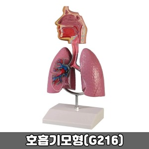 [SY] G216 호흡기모형 신체모형 호흡기관 기관지모형 보건교육