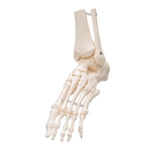 [3B] A31/1 (좌우랜덤) 발과 발목골격모형
