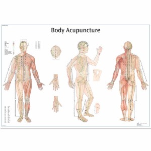 [독일3B] 침술차트 VR1820L(코팅) Body Acupuncture Chart