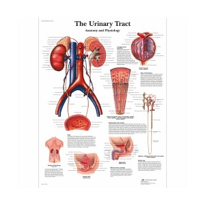 [독일3B] 요로(해부생리학)차트 VR1514L(코팅) The Urinary Tract, Anatomy and Physiology